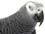 African Grey